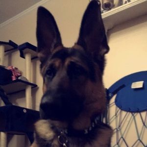 Meet your Posher, Joclyn